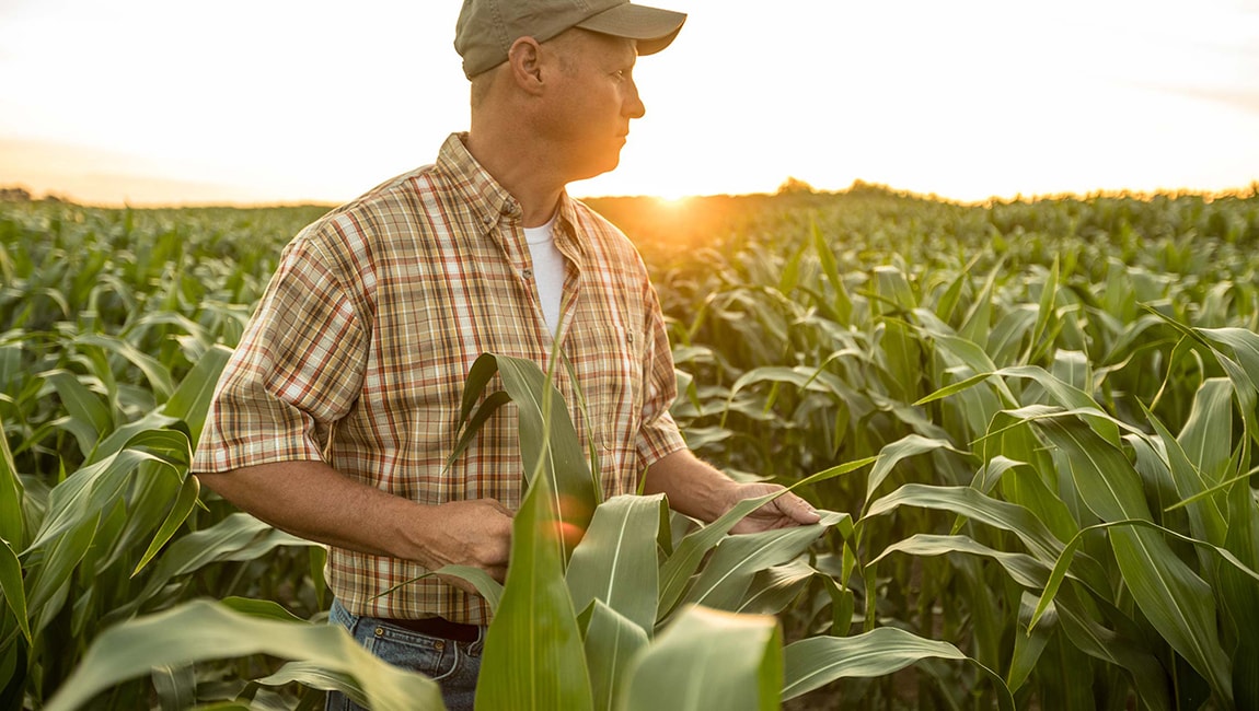 A farmer standing in a corn field at sunset