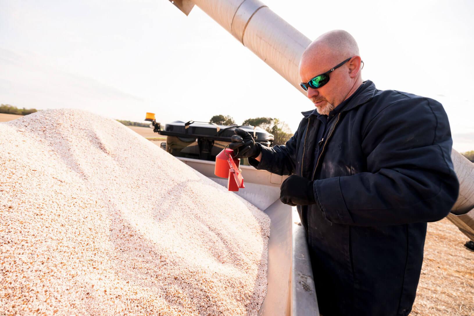 guy measuring corn