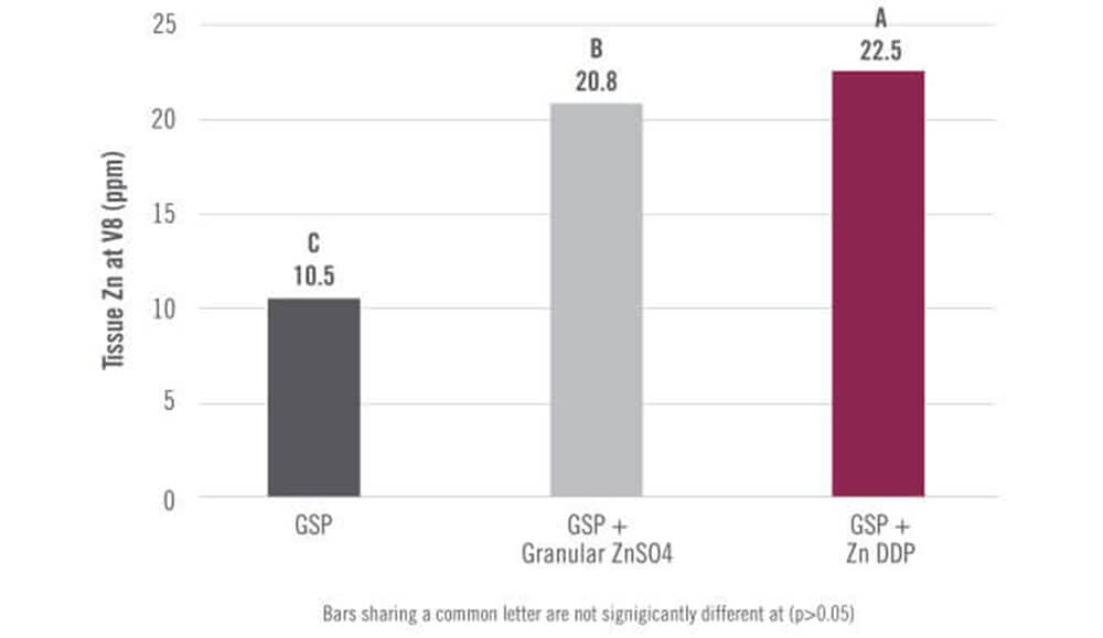 chart showing Zinc DDP Increased Zinc Uptake in V8 Corn