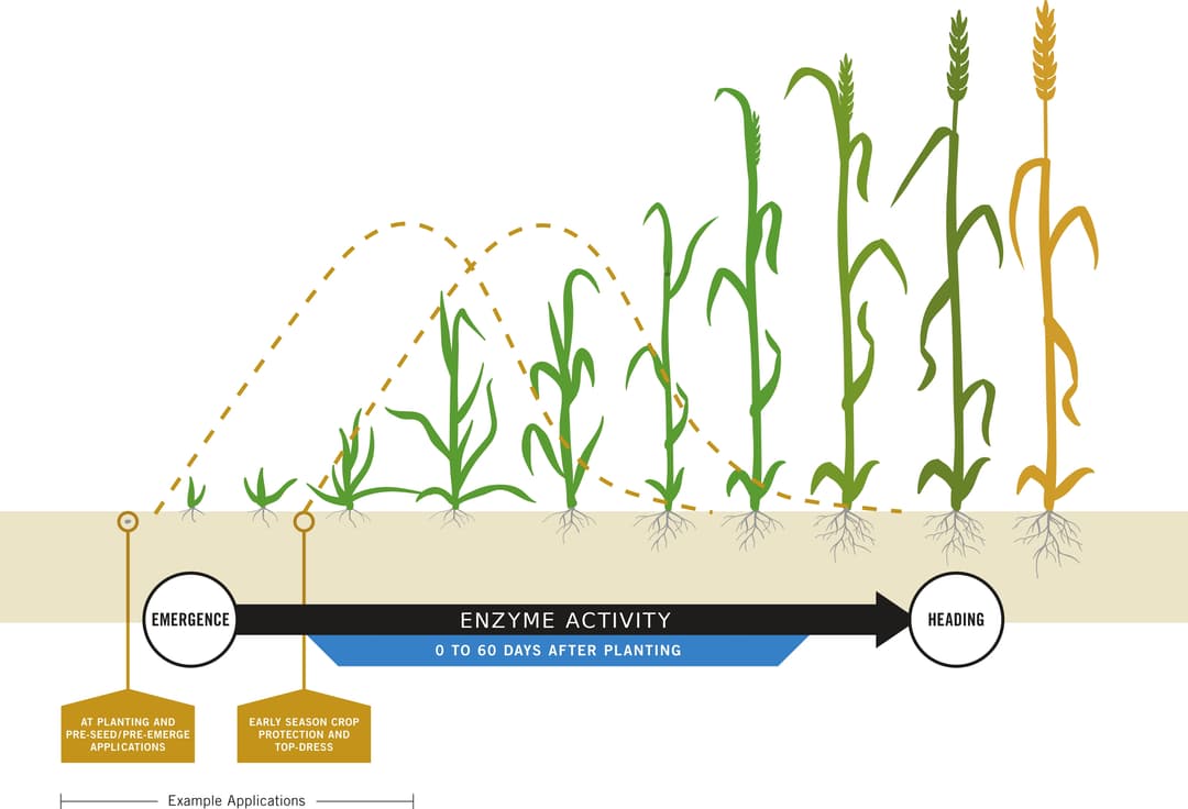 Long-lasting Phosphorus Availability